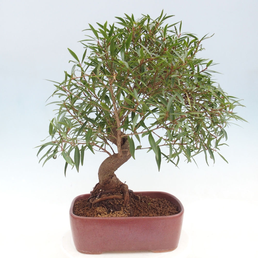 Kamerbonsai - Ficus nerifolia - kleinbladige ficus