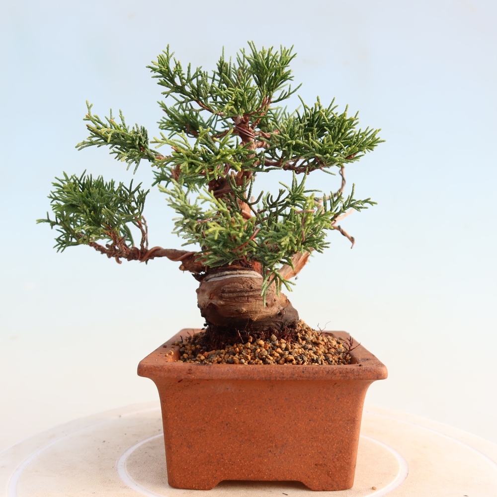 Bonsai voor buiten - Juniperus chinensis Itoigawa