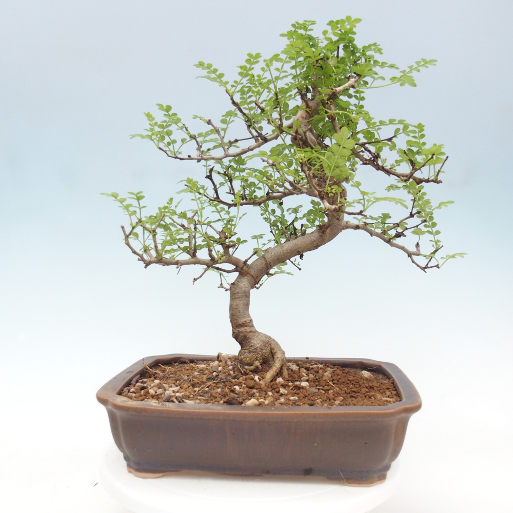 Kamerbonsai - Zantoxylum piperitum - peperboom