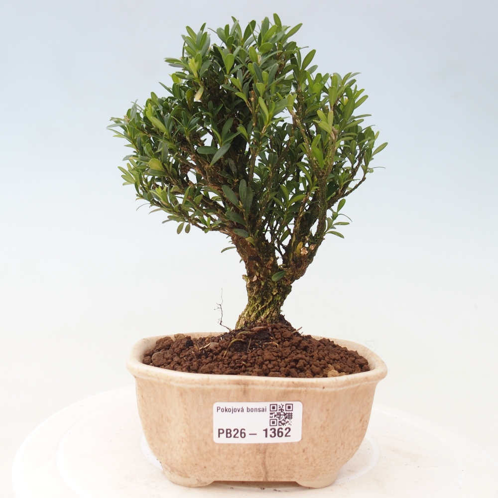 Kamerbonsai - Buxus harlandii - kurk buxus
