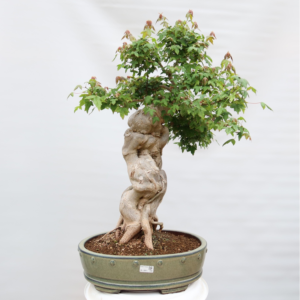 Bonsai voor buiten - Esdoorn Burger - Acer Burgerianum