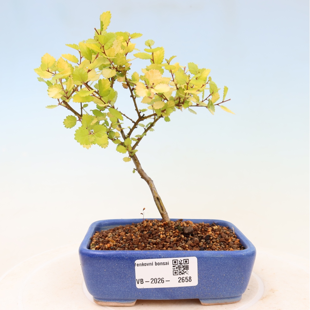 Buitenbonsai - dwergberk - Betula NANA Golden Treasure