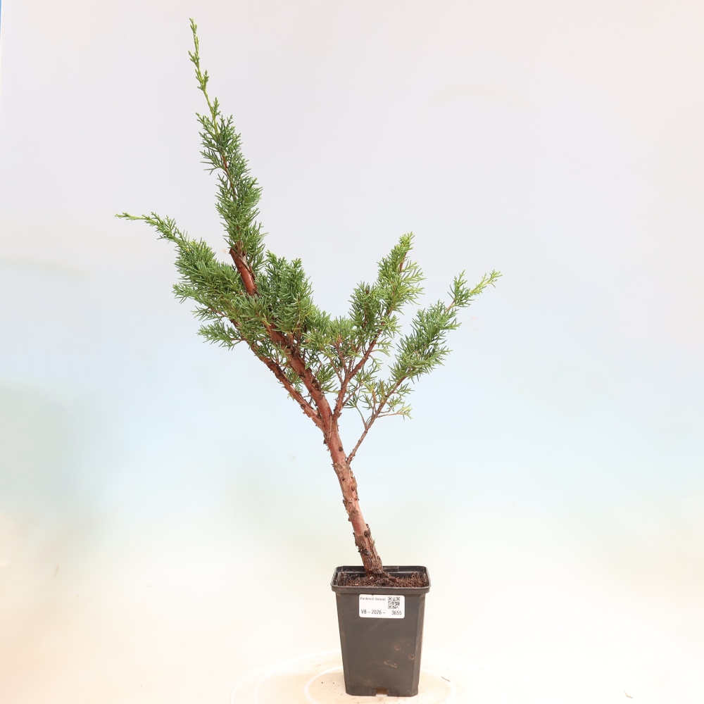 Bonsai voor buiten - Juniperus chinensis Kishu