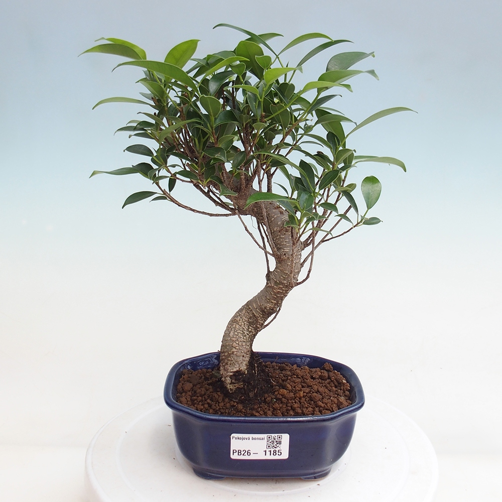 Kamerbonsai - Ficus retusa - kleinbladige ficus