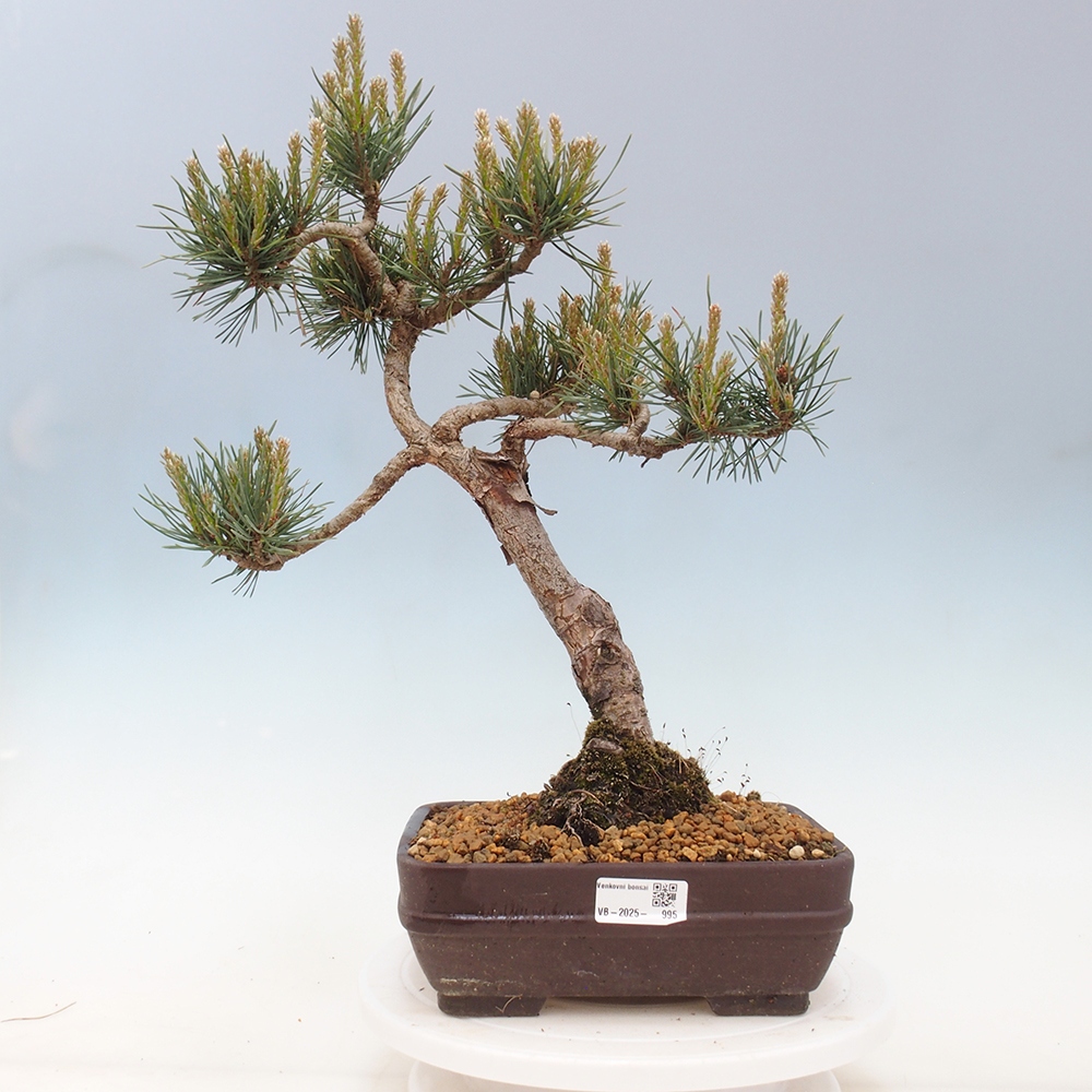 Bonsai voor buiten - Pinus Sylvestris Watererri - grove den