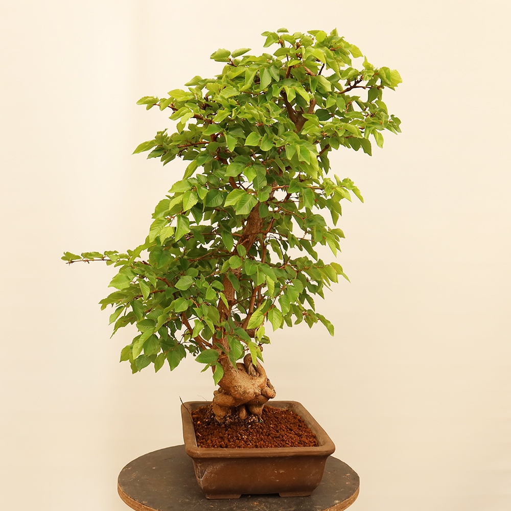 Bonsai voor buiten -Carpinus Coreana - Koreaanse haagbeuk