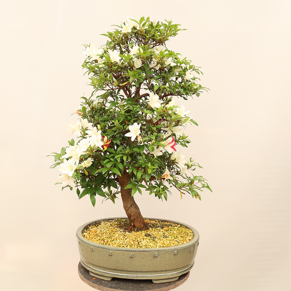 Bonsai voor buiten - Japanse azalea - Azalea CHIHIRO