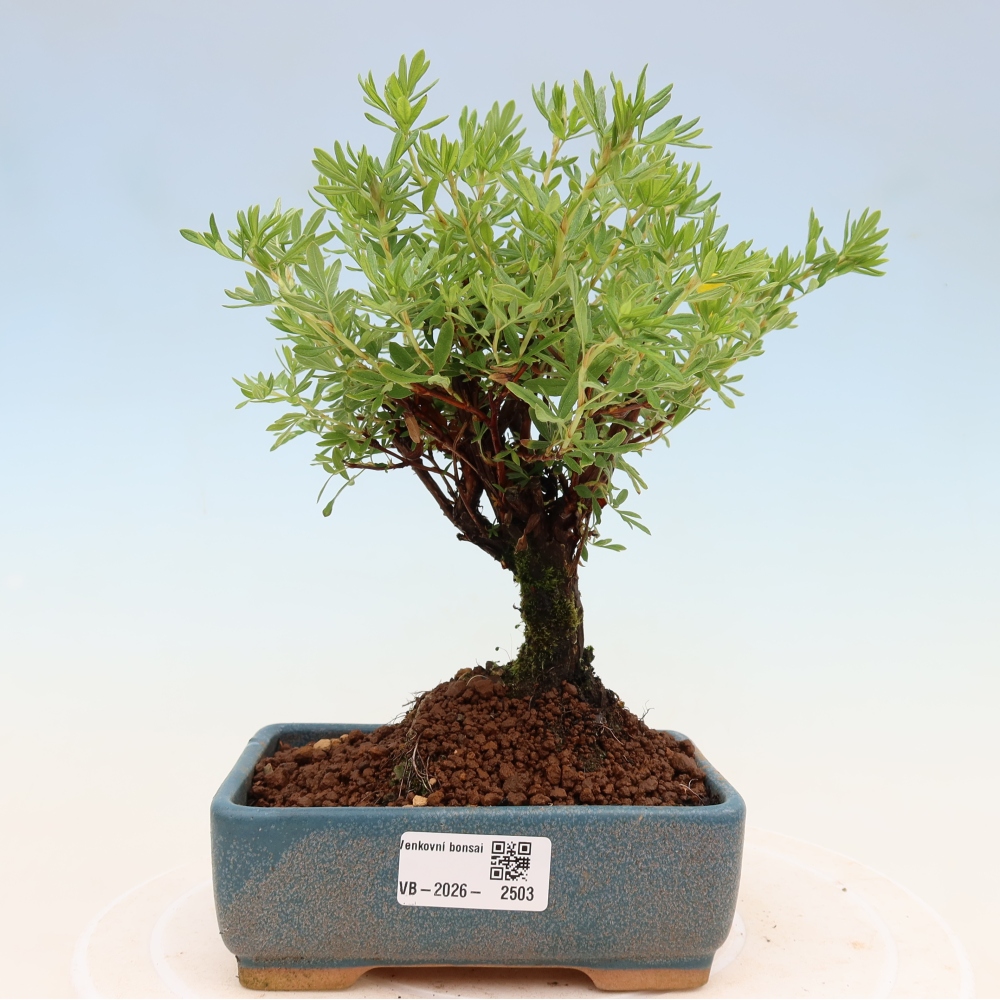 Bonsai voor buiten - Potentila fruticosa