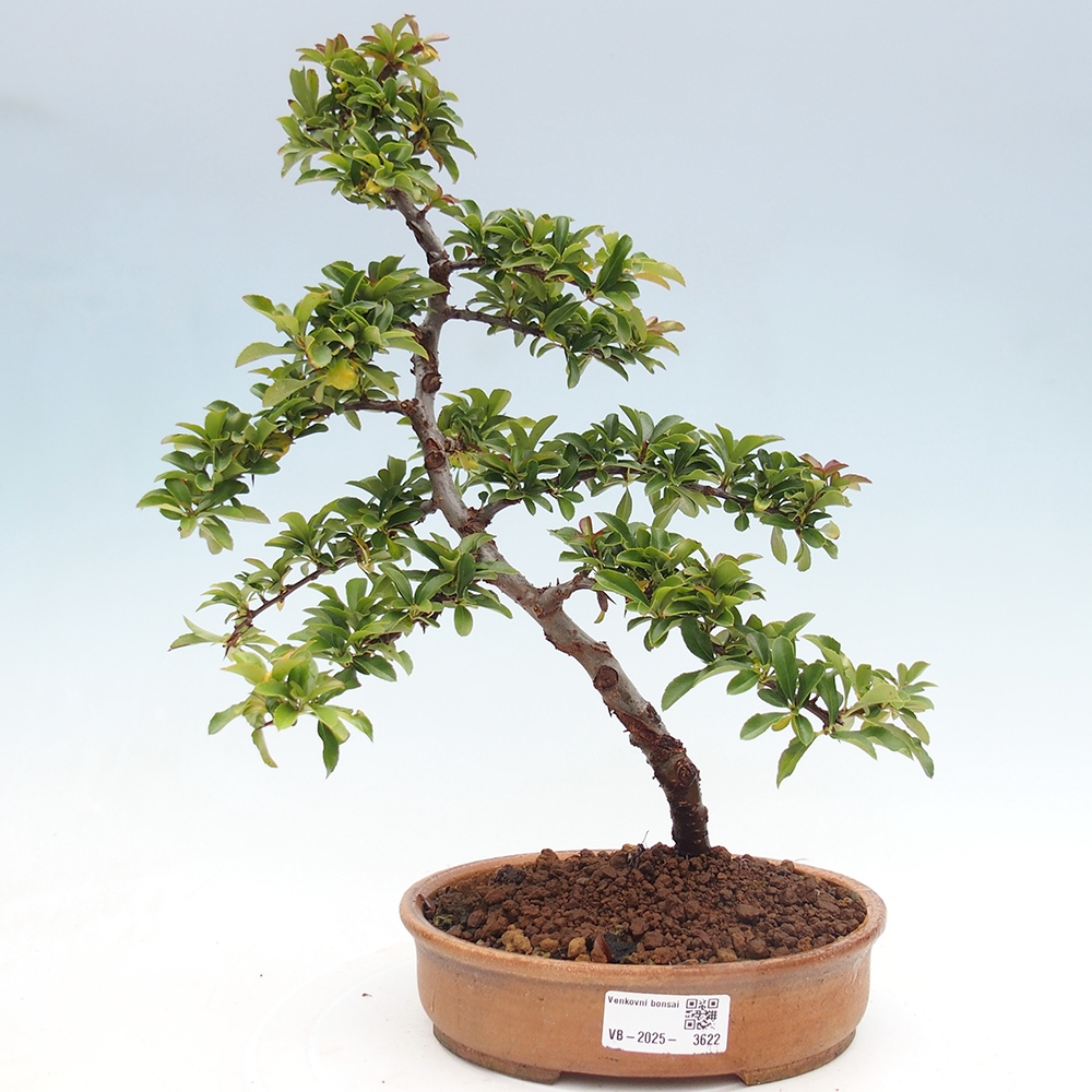 Bonsai-Pyracantha Teton voor buiten -Hlox