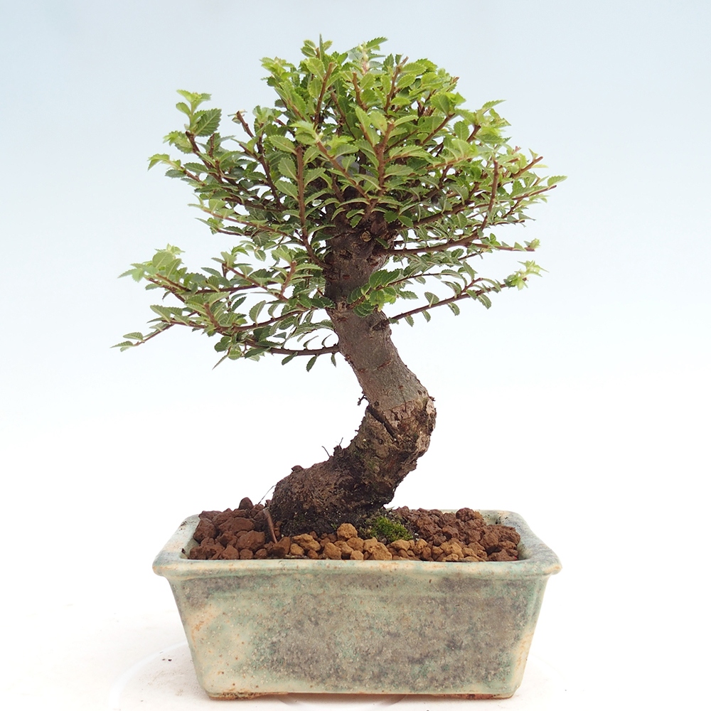 Bonsai voor buiten - Ulmus parvifolia Hokkaido - Chinese iep