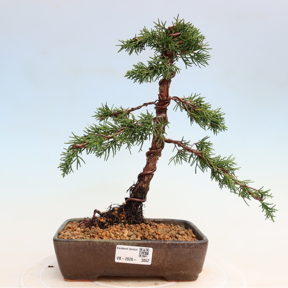 Bonsai voor buiten - Juniperus chinensis Kishu