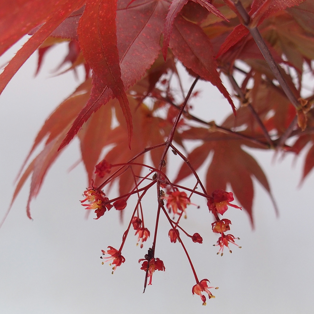 Bonsai voor buiten - Acer palm. Atropurpureum-Javorpalm
