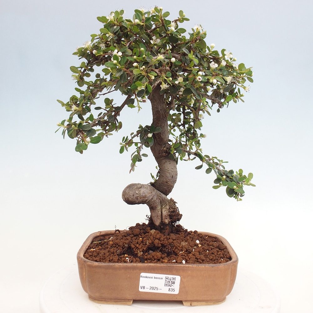 Buitenbonsai-Cotoneaster dammeri - Damer's Rock