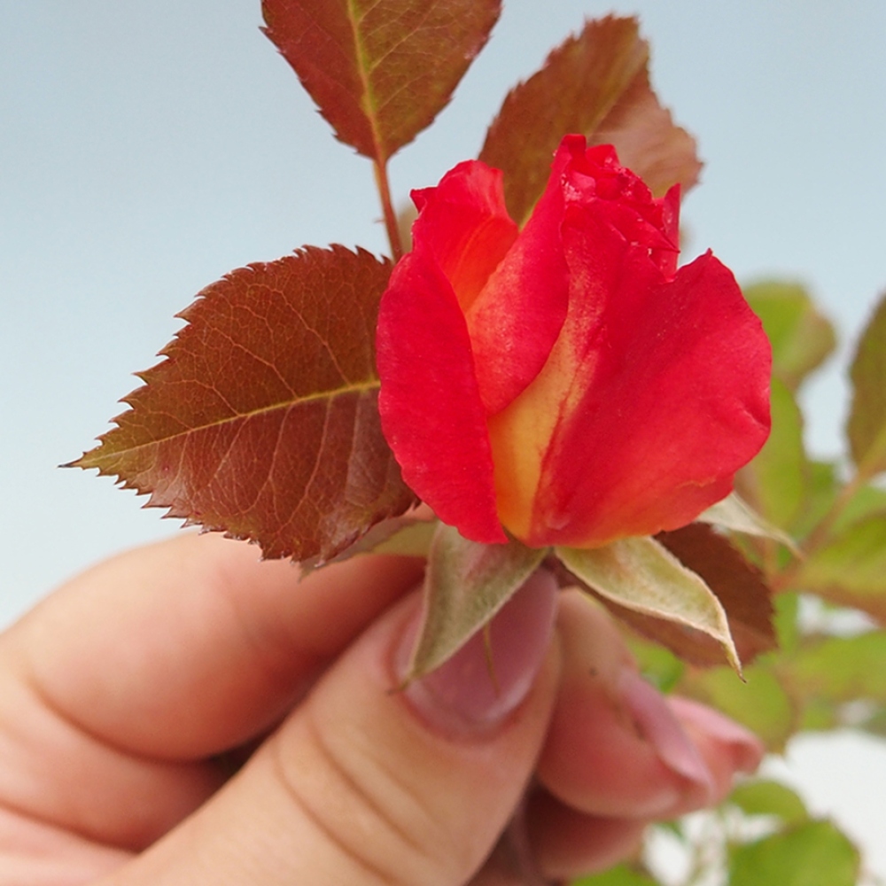 Bonsai voor buiten - Rosa Kordes - roos