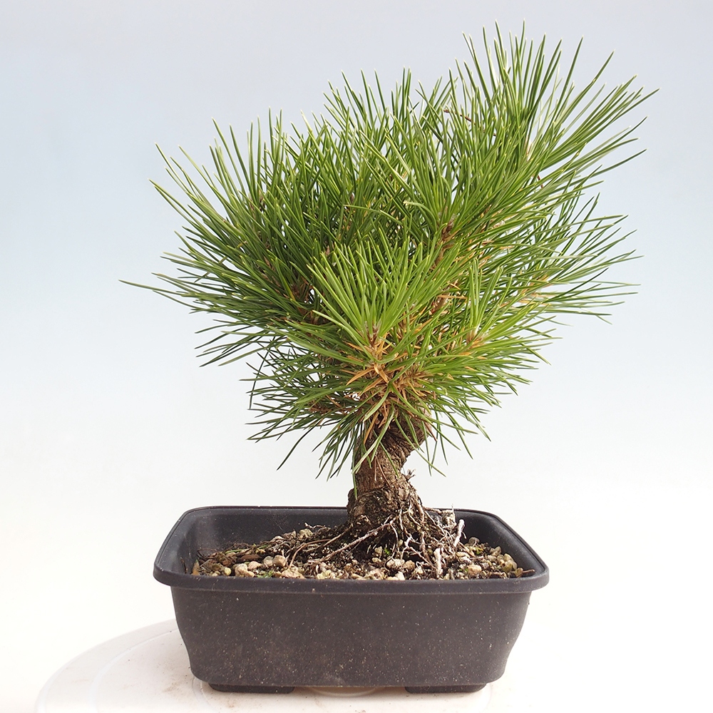 Bonsai voor buiten - Pinus thunbergii - Thunberg den