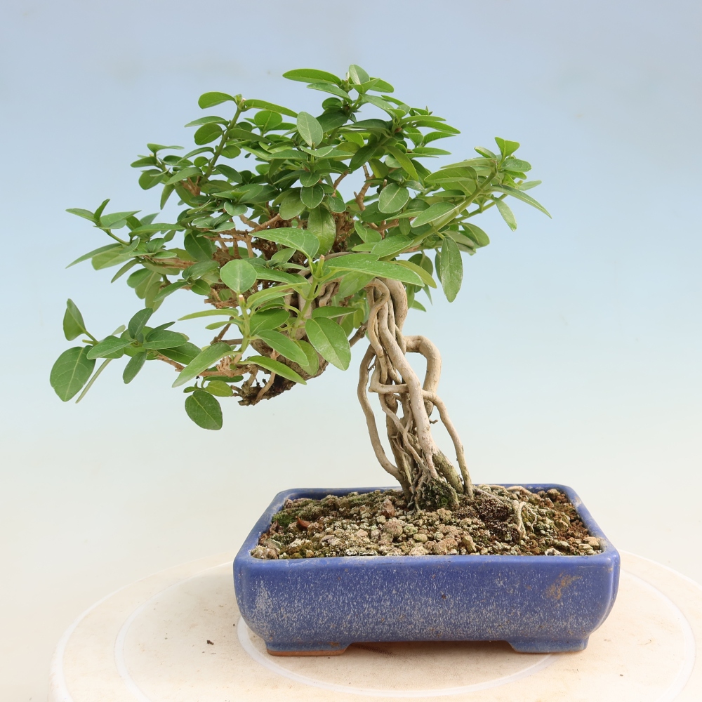 Bonsai voor binnen - Premna serratifolia - Kozlovna malolista