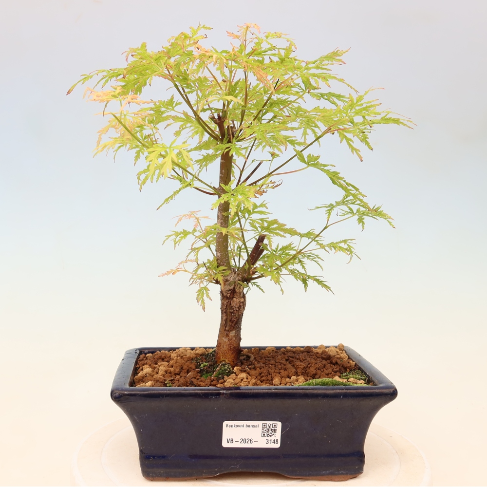 Bonsai voor buiten - Acer palmatum Dissectum