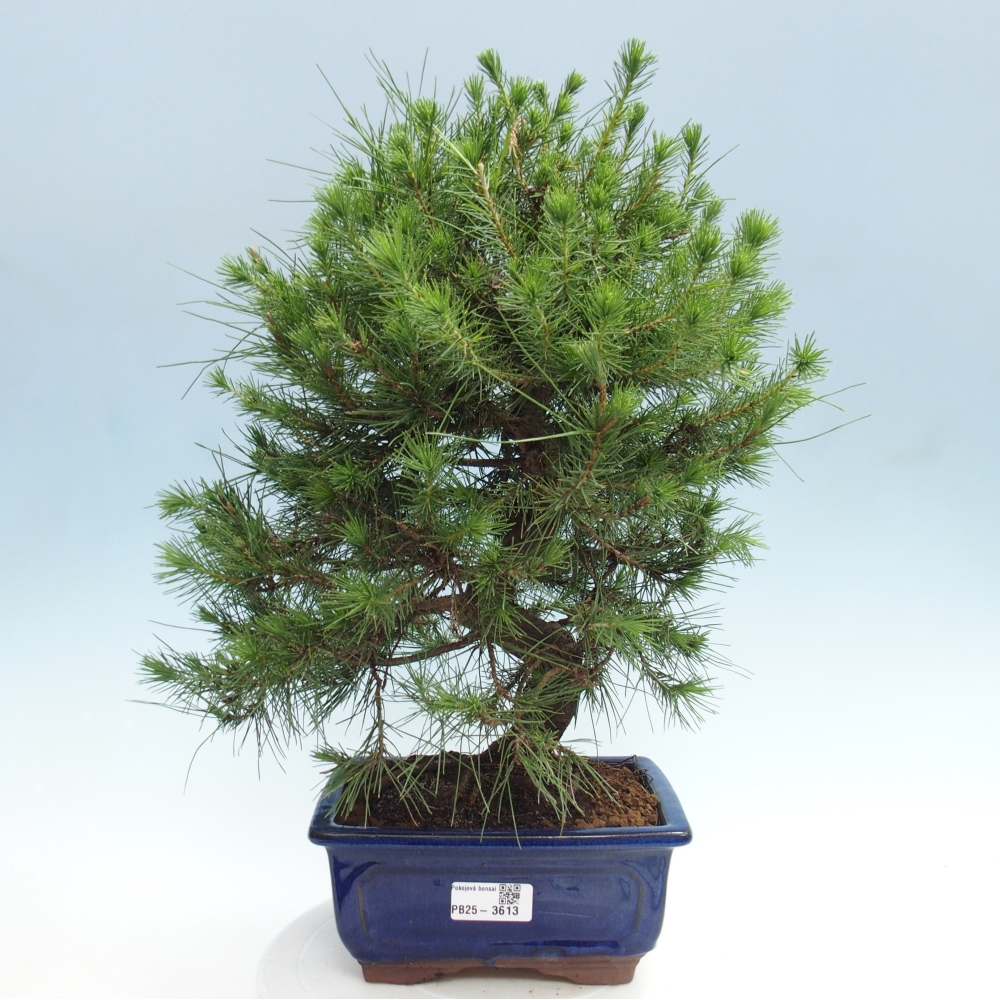 Kamerbonsai-Pinus halepensis-Pine van Aleppo