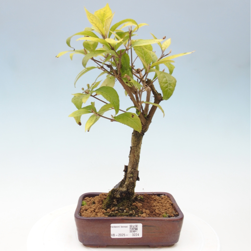 Bonsai voor buiten - Callicarpa japonica