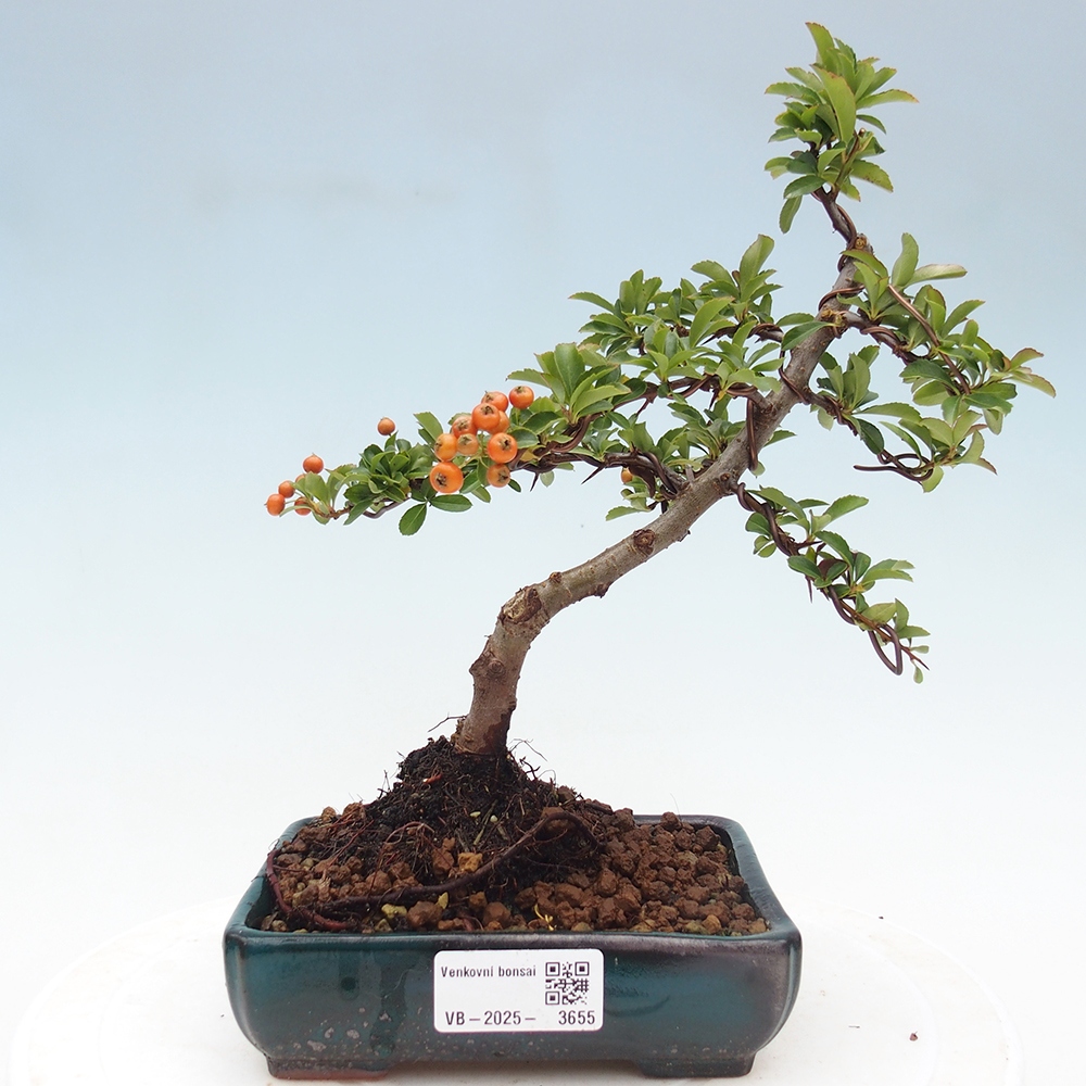 Bonsai-Pyracantha Teton voor buiten -Hlox
