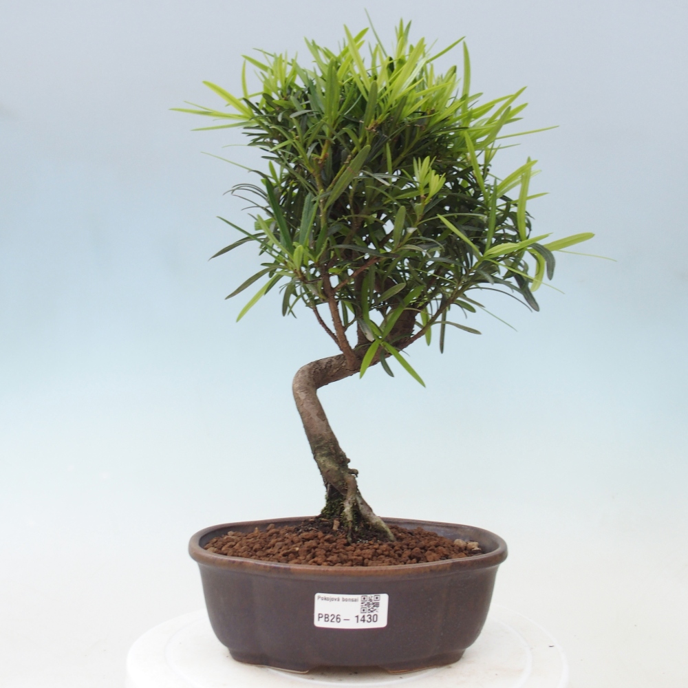 Kamerbonsai - Podocarpus - Taxus