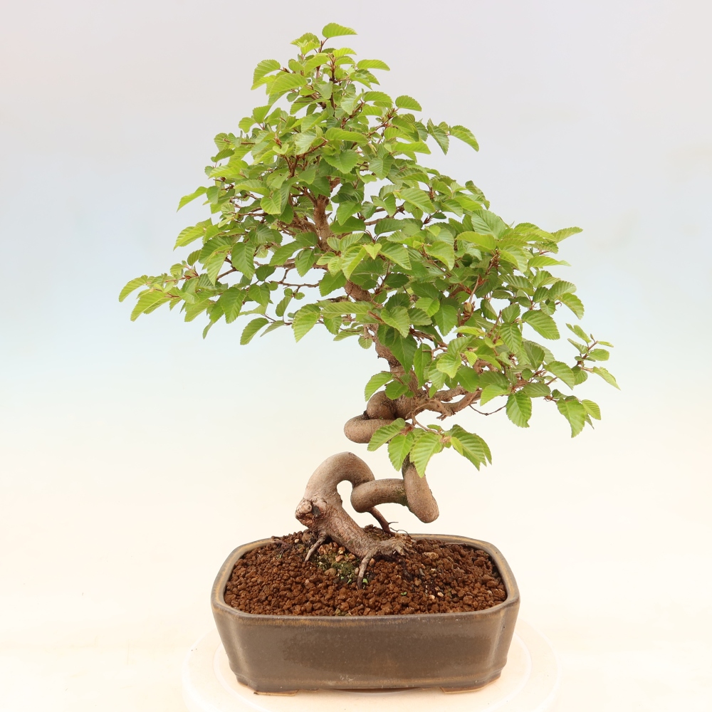 Bonsai voor buiten -Carpinus Coreana - Koreaanse haagbeuk