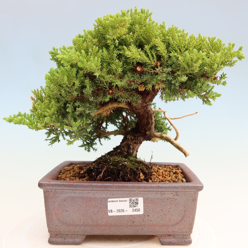Bonsai voor buiten - Juniperus procumbens - Juniperus procumbens