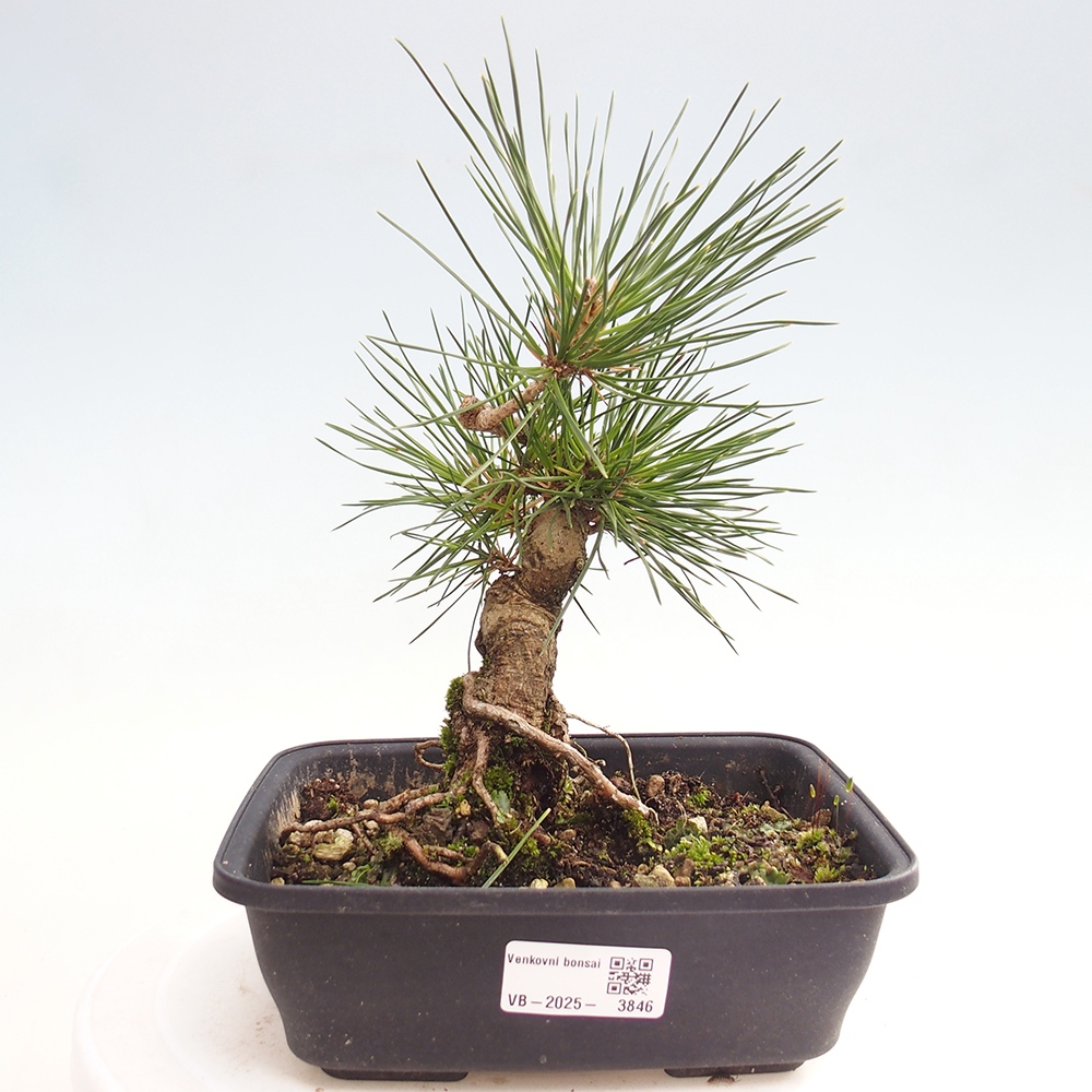 Bonsai voor buiten - Pinus thunbergii - Thunberg den