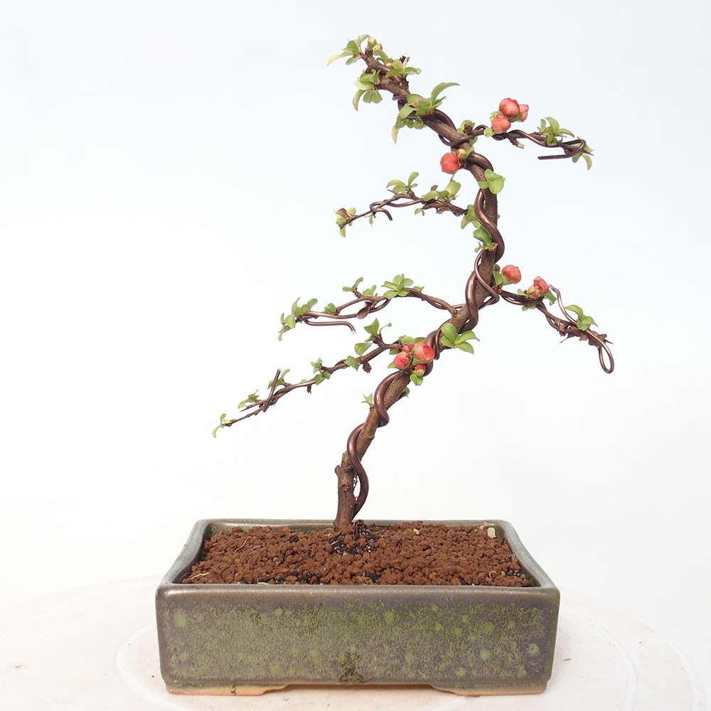Bonsai voor buiten - Chaneomeles s. Red Joy - Kweepeer