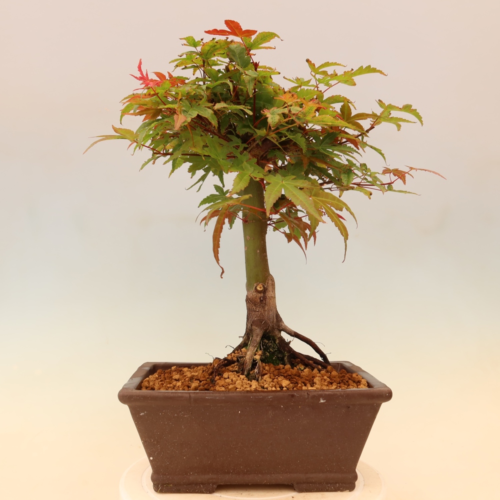 Noorse esdoorn - Acer palmatum Beni Tsukasa