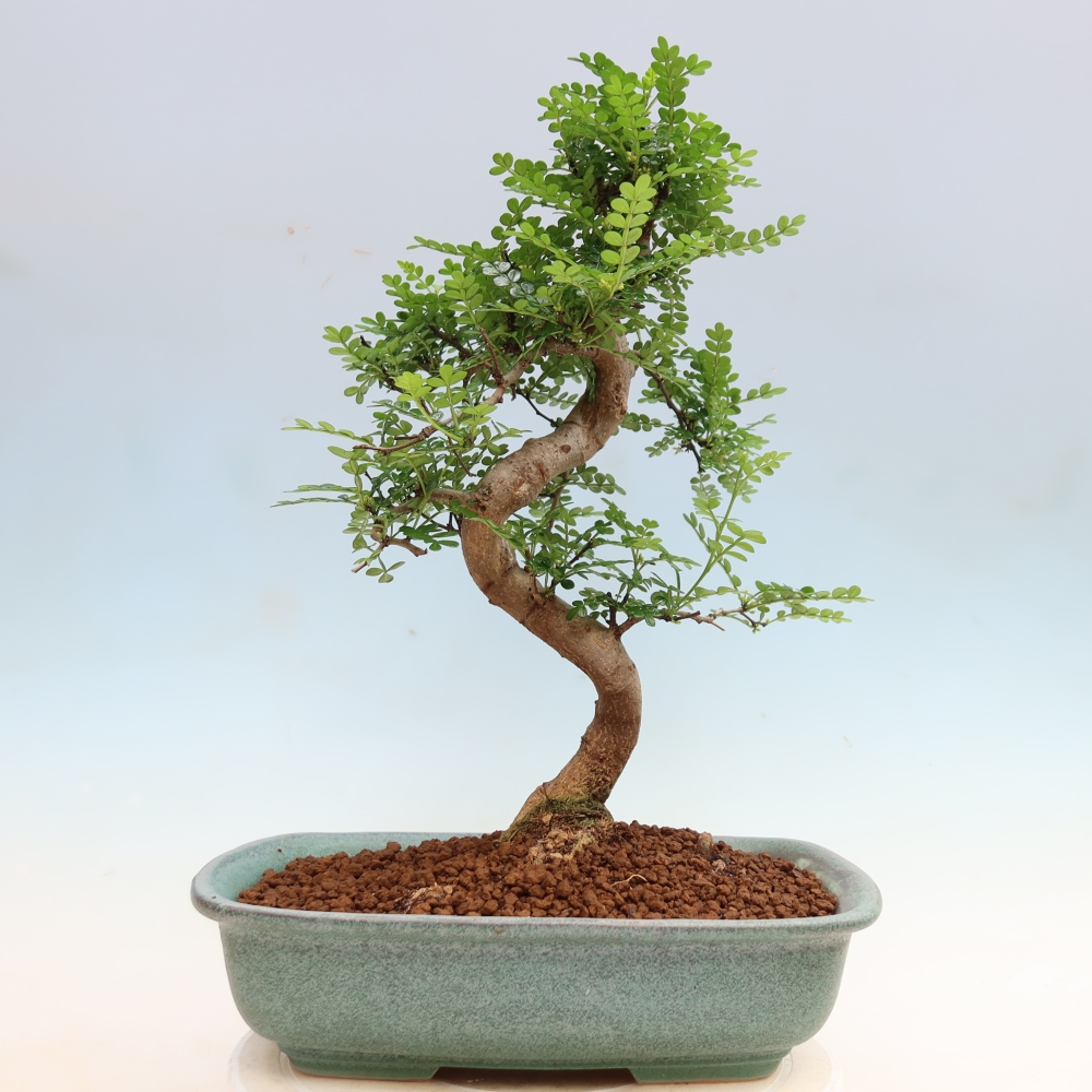 Kamerbonsai - Zantoxylum piperitum - peperboom