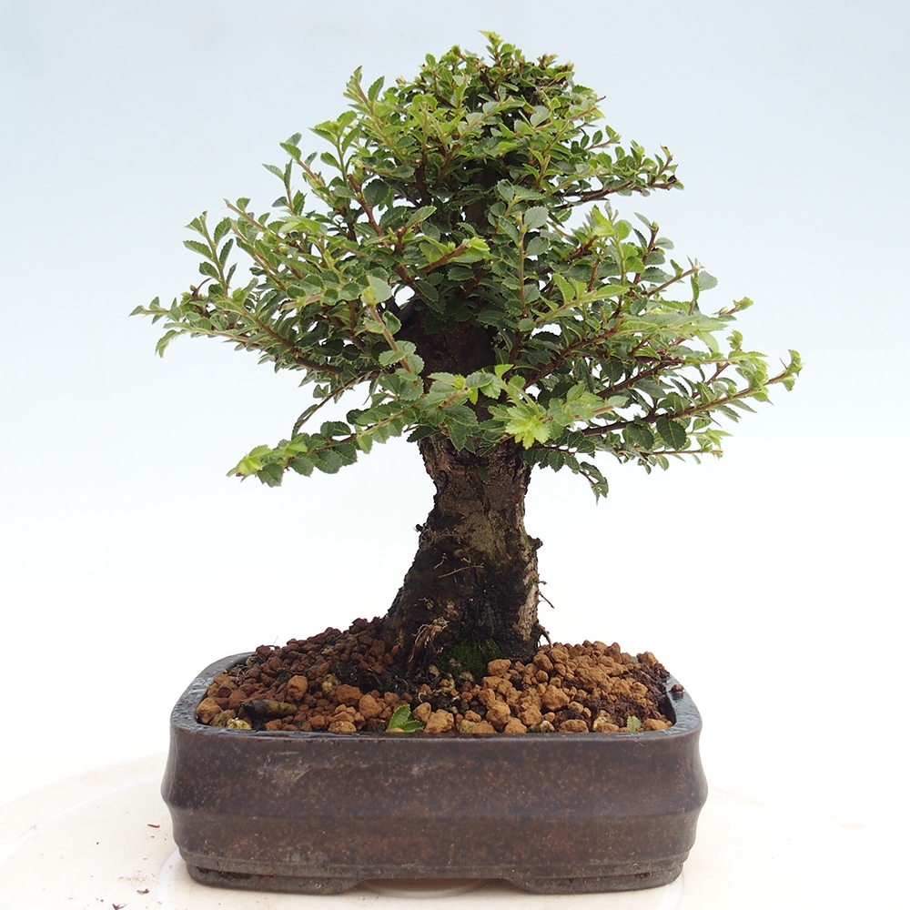 Bonsai voor buiten - Ulmus parvifolia Hokkaido - Chinese iep