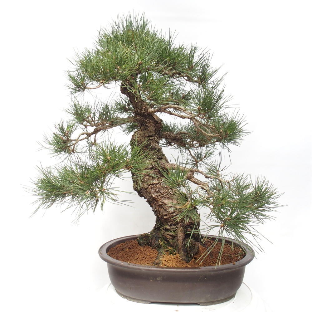 Bonsai voor buiten - Pinus thunbergii - Thunberg den