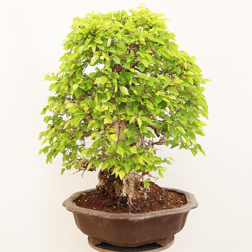 Bonsai voor buiten -Carpinus Coreana - Koreaanse haagbeuk