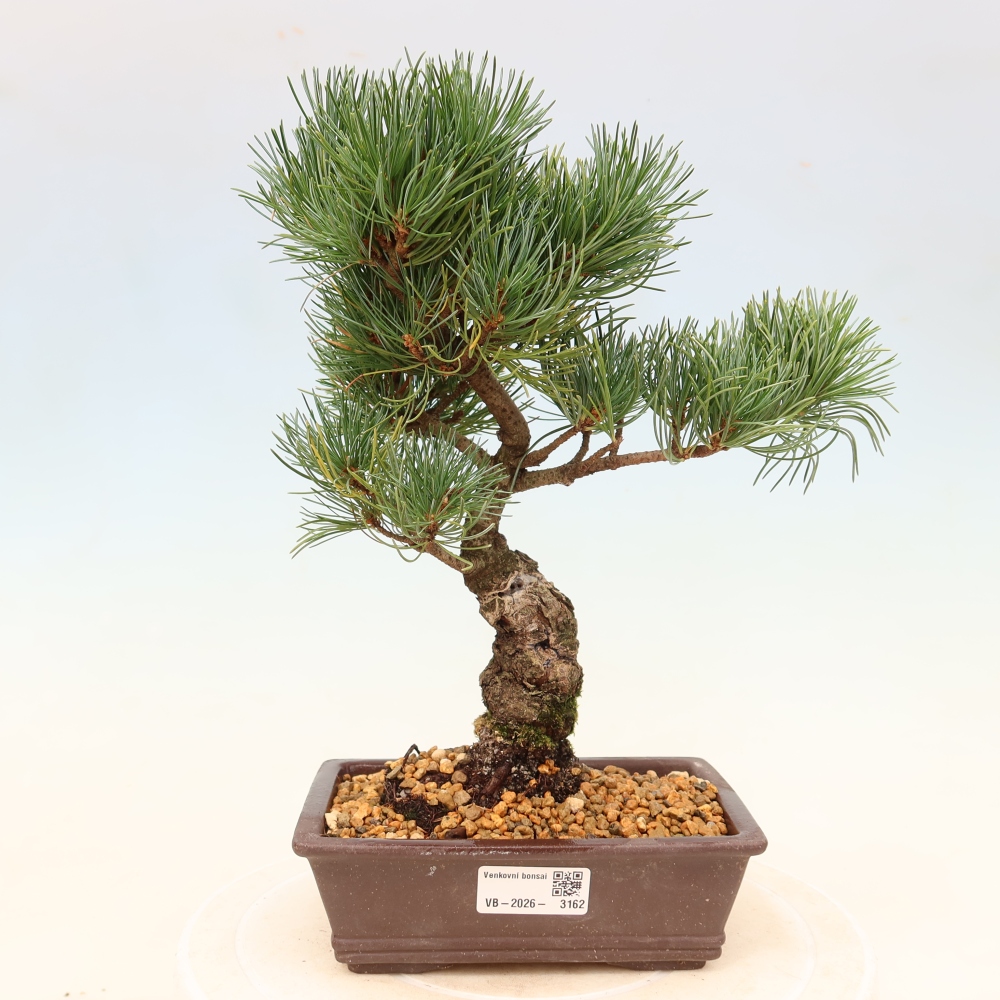 Bonsai voor buiten - Pinus parviflora - Pinus parviflora