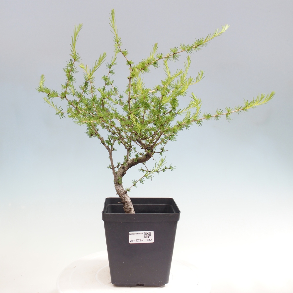 Bonsai voor buiten -Larix decidua - Lariks