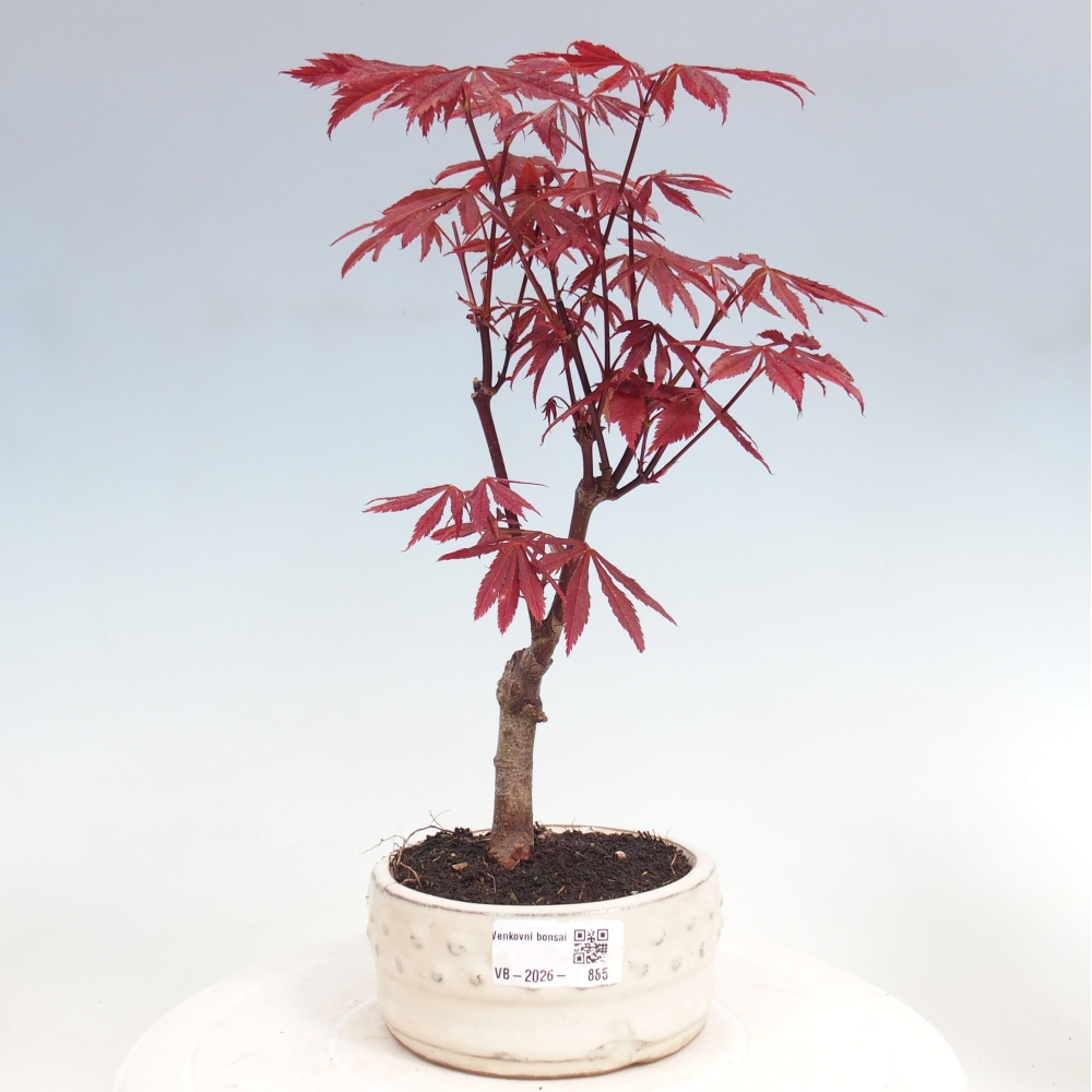 Bonsai voor buiten - Acer palm. Atropurpureum-Javorpalm