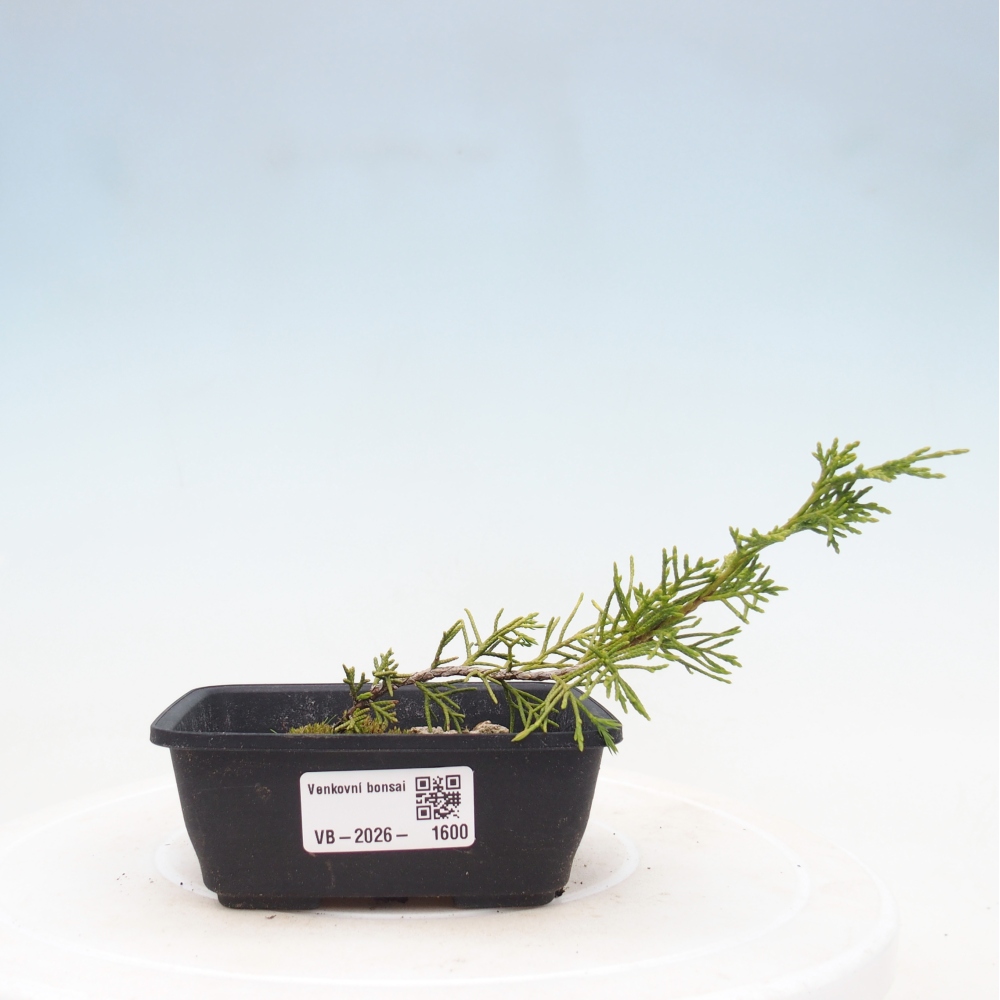 Bonsai voor buiten - Juniperus chinensis Itoigawa