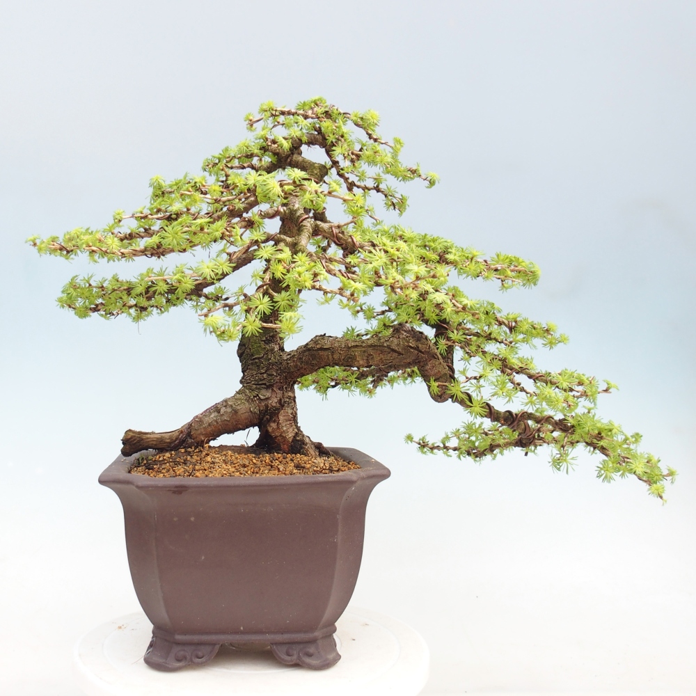 Bonsai voor buiten -Larix decidua - Lariks