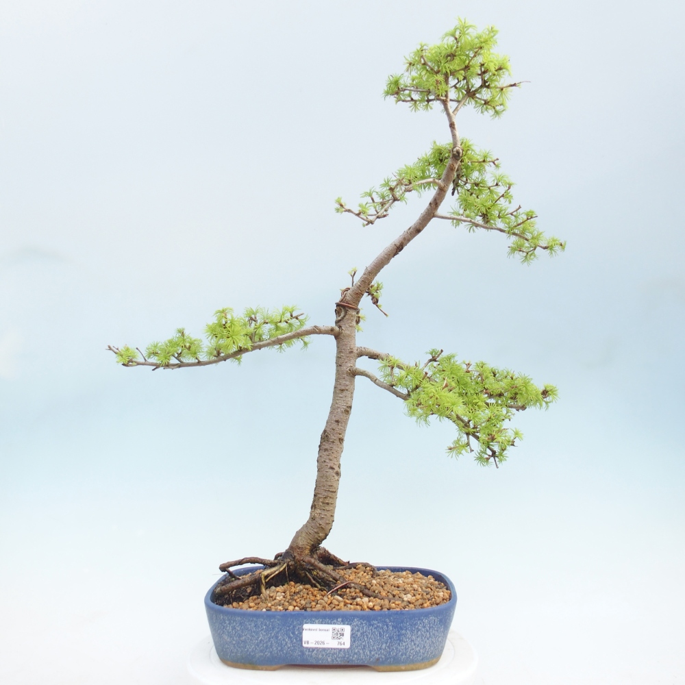 Bonsai voor buiten -Larix decidua - Lariks