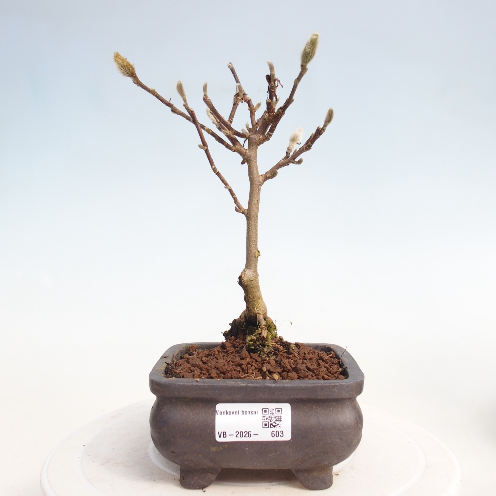 Bonsai voor buiten - Magnolia stellata