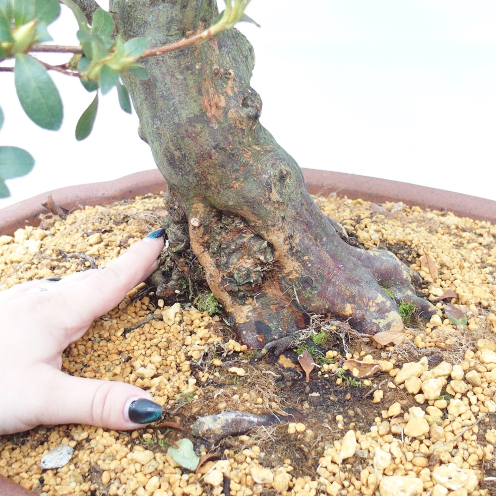 Bonsai voor buiten - Japanse Azalea - Azalea Sansei