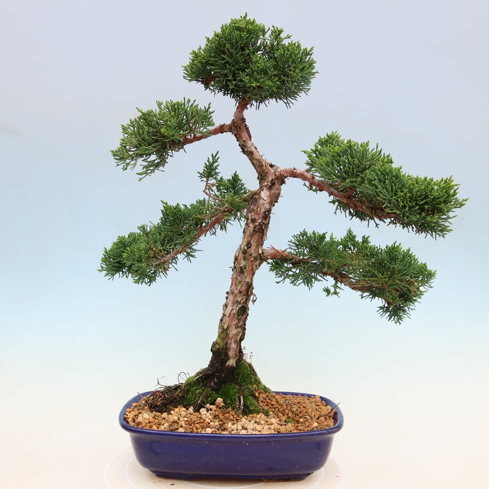 Bonsai voor buiten - Juniperus chinensis Kishu