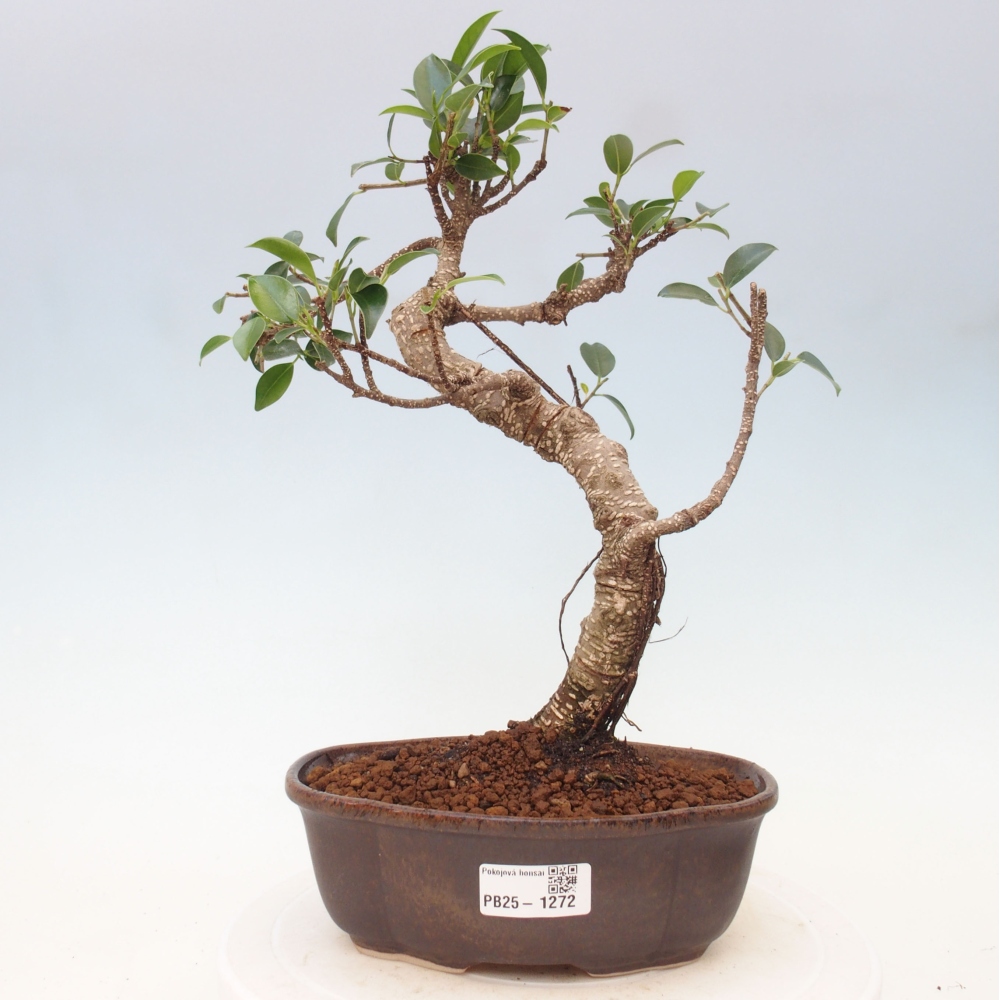 Kamerbonsai - Ficus retusa - kleinbladige ficus