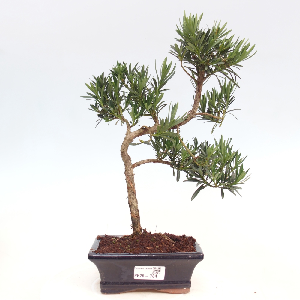 Kamerbonsai - Podocarpus - Taxus