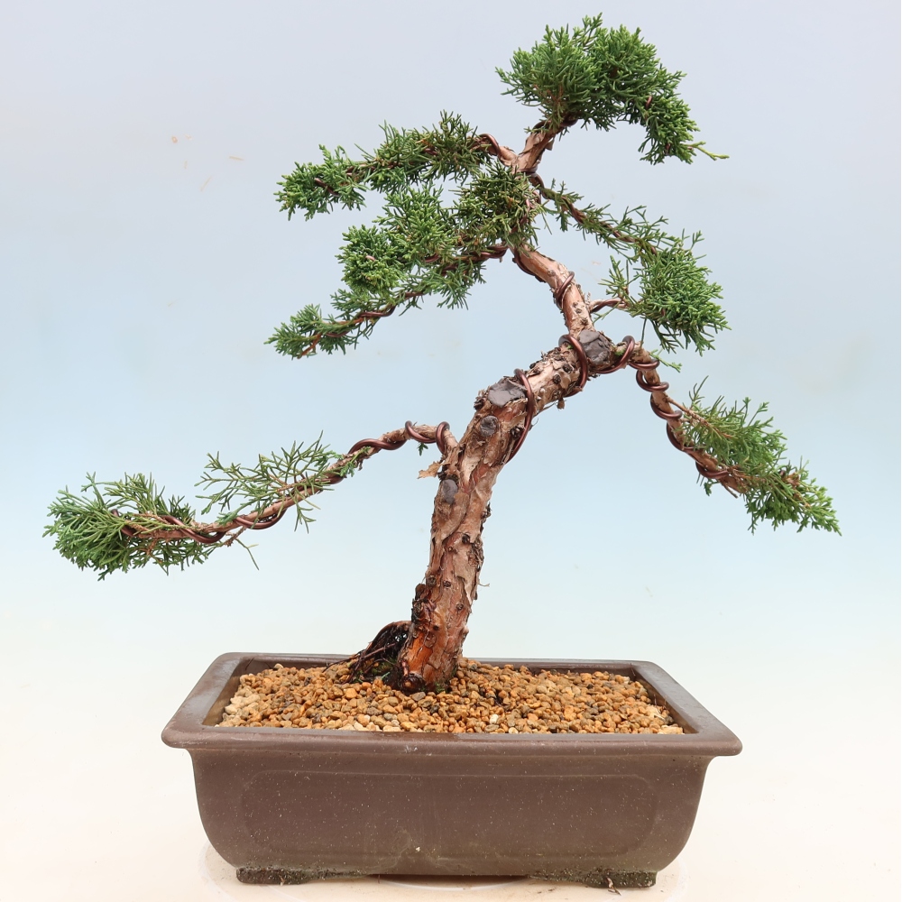 Bonsai voor buiten - Juniperus chinensis Kishu