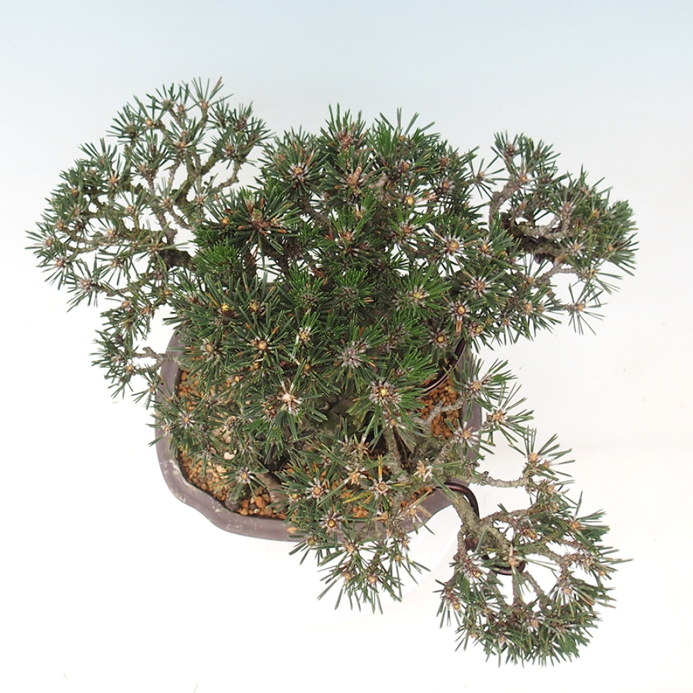 Bonsai voor buiten - Pinus thunbergii Kotobuki - Thunberg den