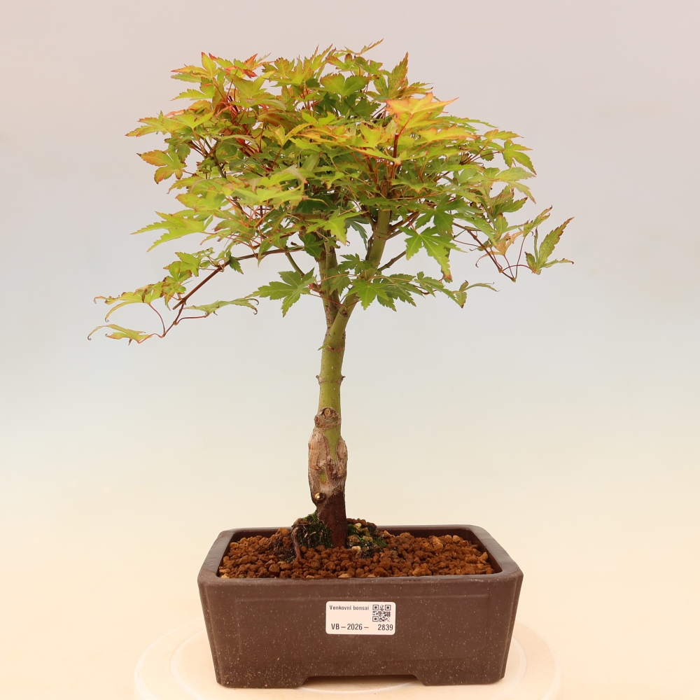 Noorse esdoorn - Acer palmatum Beni Tsukasa