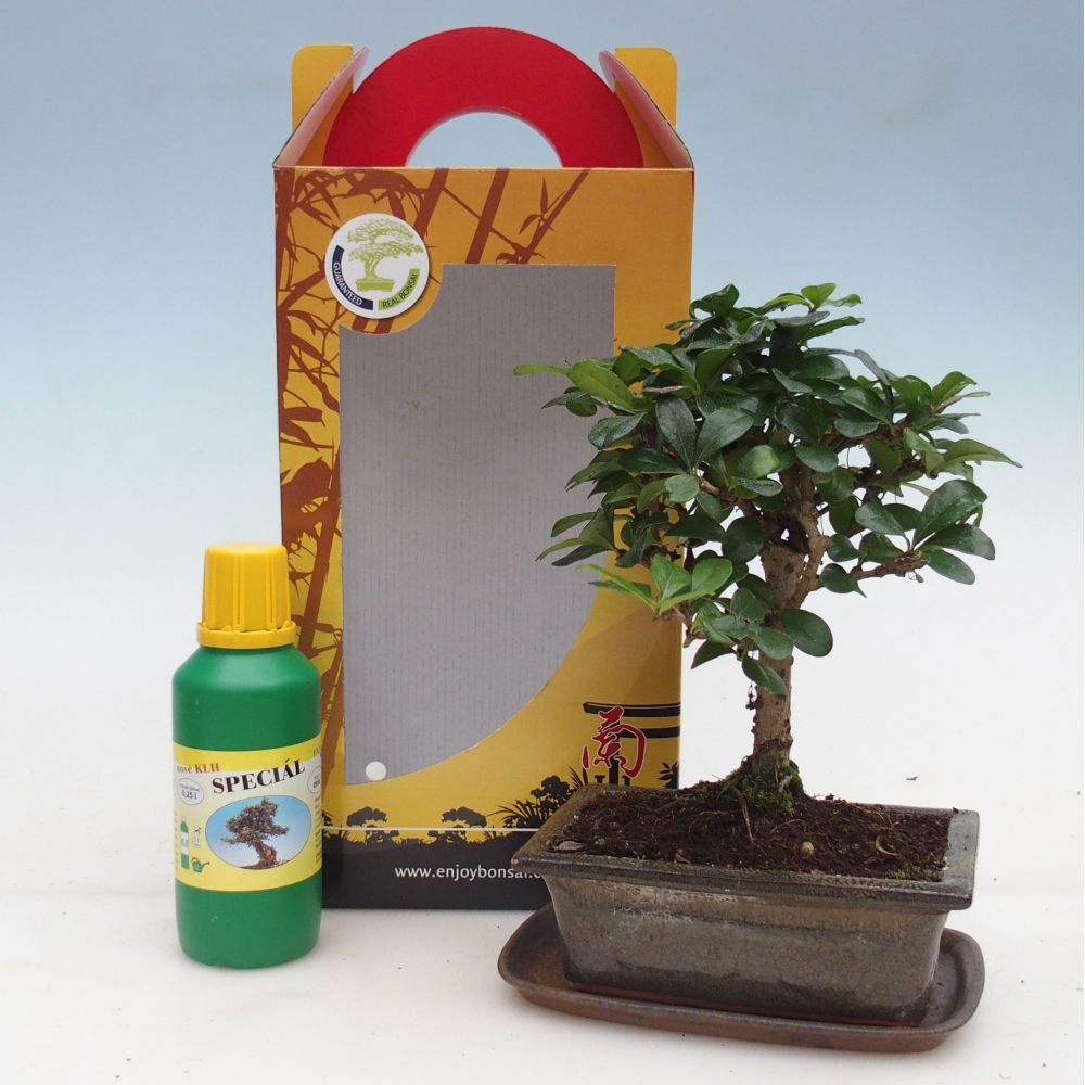 Kamerbonsai in geschenkverpakking Carmona microphylla - Thee fuki