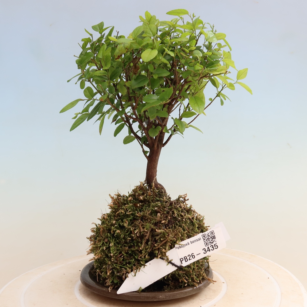 Kokedama met schaal - Sagerécie thea - Sagerécie thea